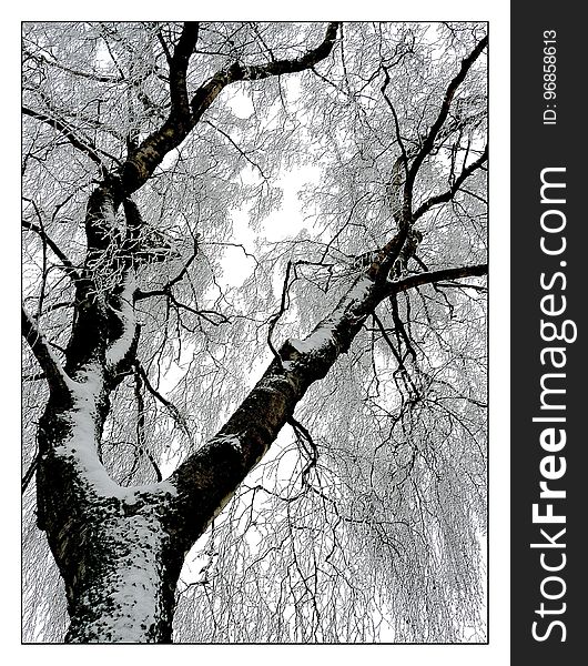 Tree, Branch, Black And White, Woody Plant