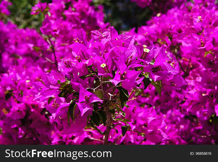 Flower, Pink, Purple, Plant