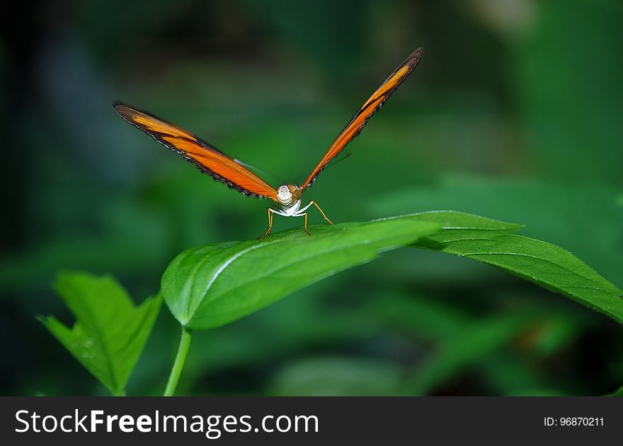 Insect, Butterfly, Moths And Butterflies, Dragonfly