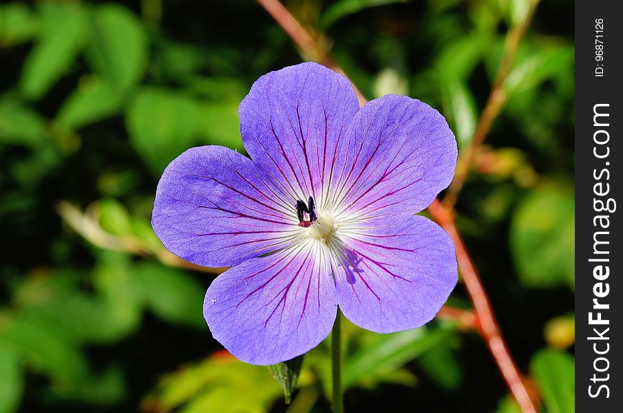 Flower, Flora, Plant, Purple