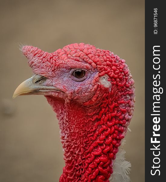 Red, Beak, Pink, Domesticated Turkey