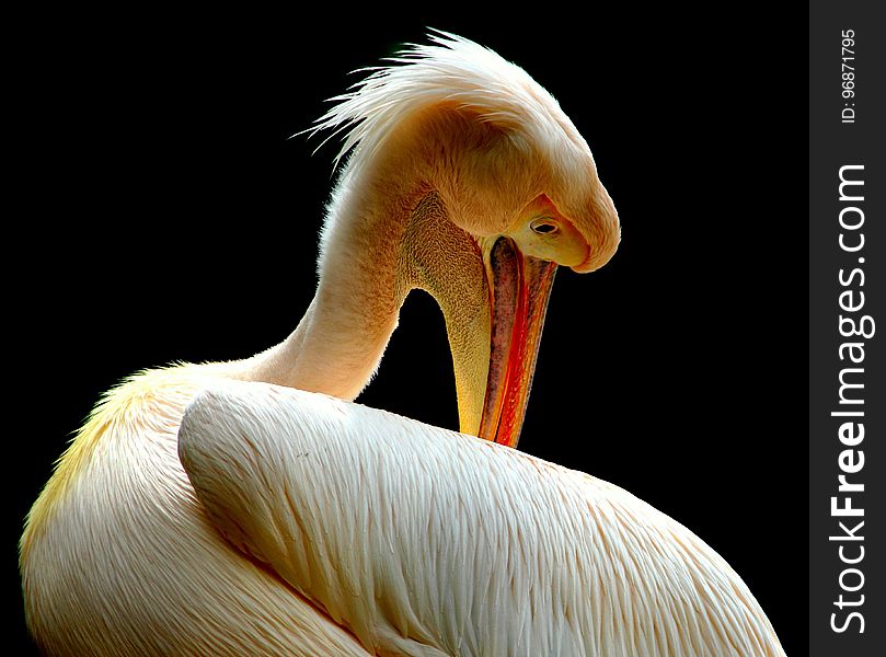 Beak, Bird, Pelican, Fauna