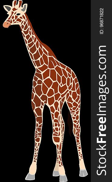 Giraffe, Giraffidae, Terrestrial Animal, Mammal