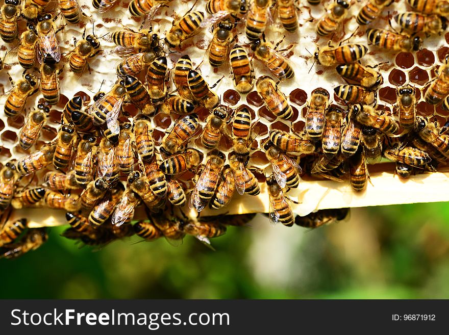Honey Bee, Bee, Insect, Honeycomb