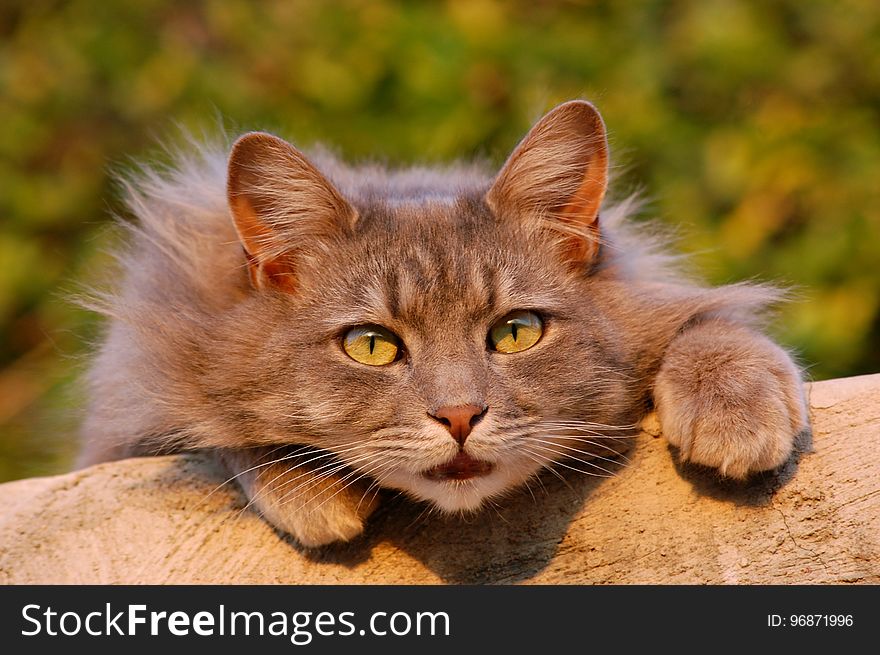 Cat, Whiskers, Fauna, Mammal