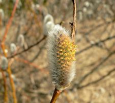 Pussy-willow Royalty Free Stock Photography Pussy-willow Royalty Free Stock Photography