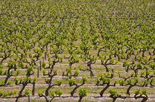 Rows Of Vines Royalty Free Stock Photos Rows Of Vines Royalty Free Stock Photos