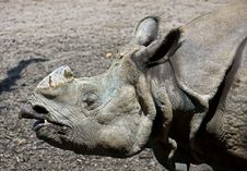 Great Indian Rhinoceros 1 Royalty Free Stock Images
