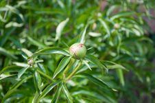 Peony Unblown Flower Royalty Free Stock Photography Peony Unblown Flower Royalty Free Stock Photography