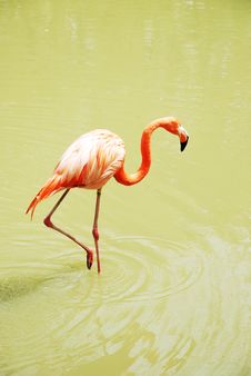 Flamingo 2 Stock Images Flamingo 2 Stock Images