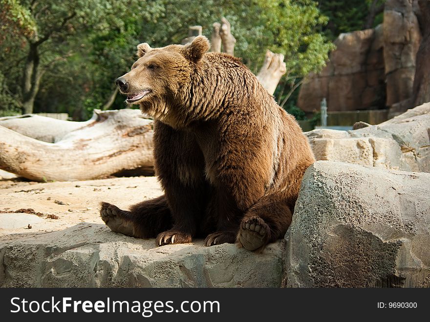 Brown bear sitting in a funny pose on a rock. Brown bear sitting in a funny pose on a rock