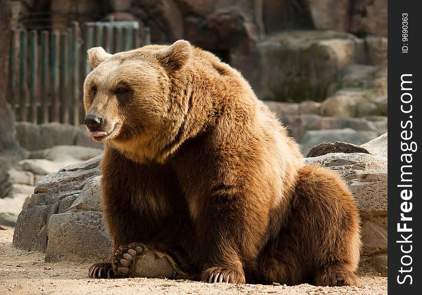 Brown bear showing his tongue