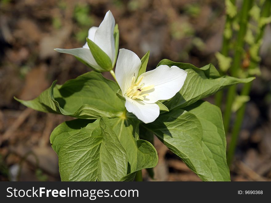 Trillium Kamchatkan (Trillium Camschatcense)