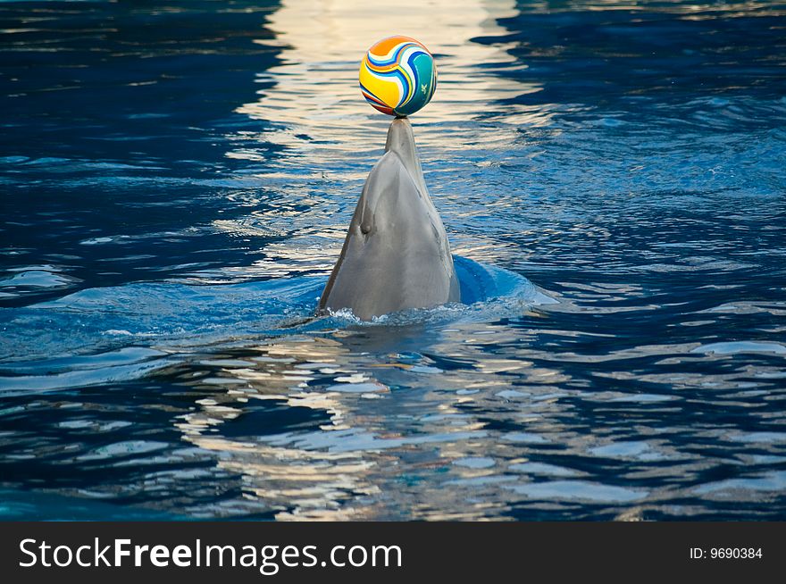Dolphin playing with a ball