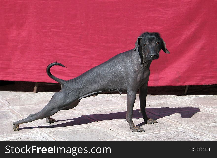 Skinny black dog in Cuzco