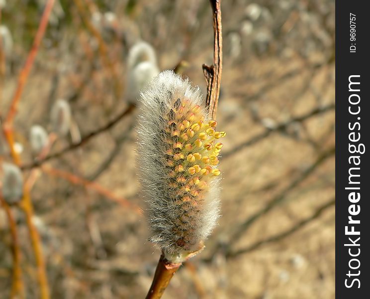 The pussy-willow in spring.