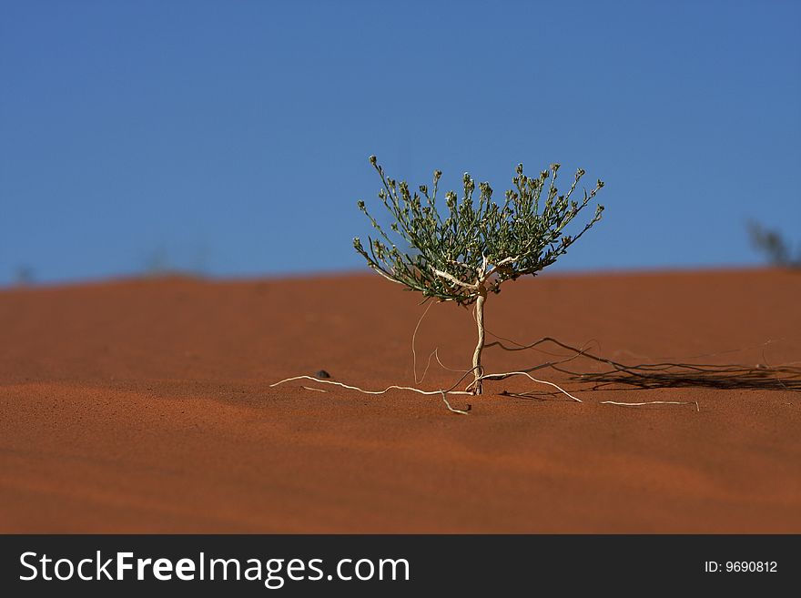 Small tree in the middle of desert. Small tree in the middle of desert