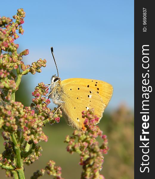 The butterfly on a plant.