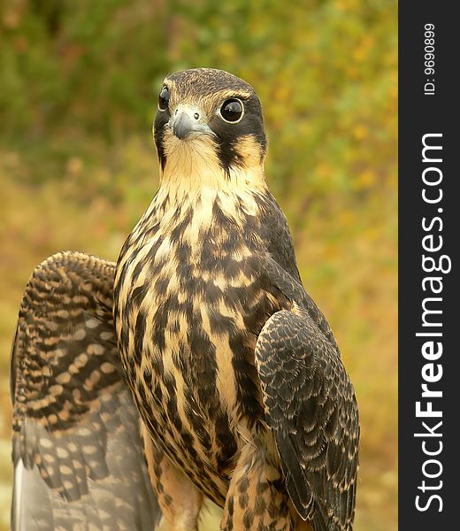 The young hobby falcon close-up.