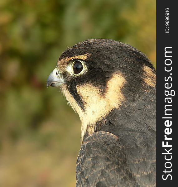 The young hobby falcon close-up.