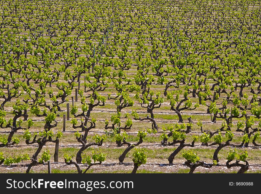 Rows of vines in a French vineyard in Provence, France