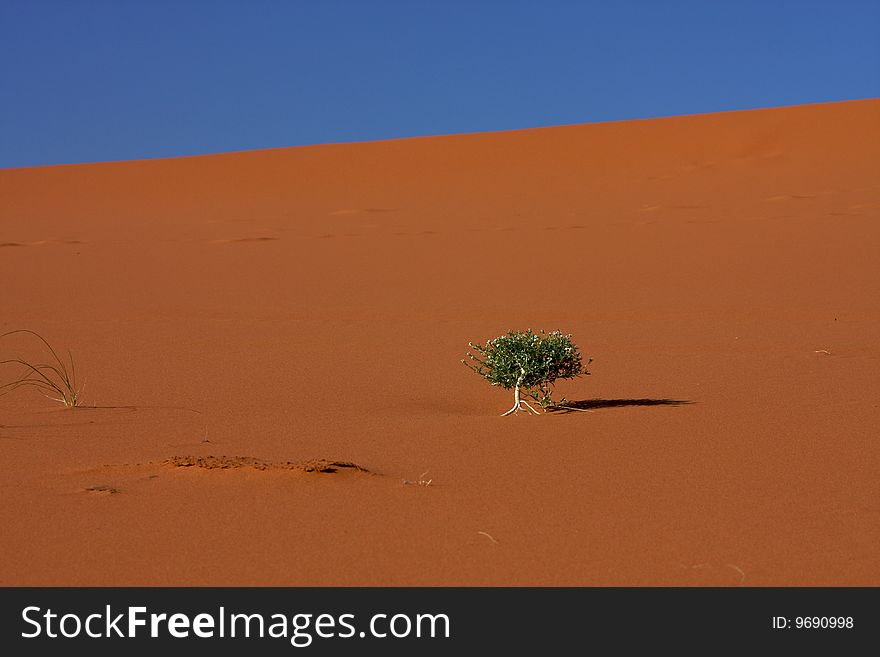 Small tree in the middle of desert. Small tree in the middle of desert