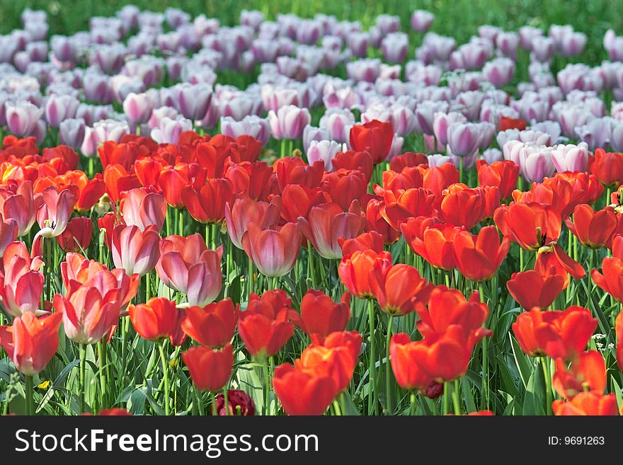 Blooming tulips in various colors