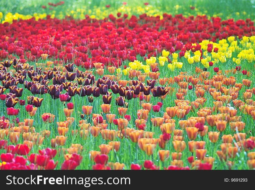 Blooming tulips in various colors