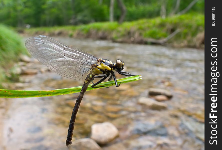 A close-up of a dragonfly on grass-blade above water. A close-up of a dragonfly on grass-blade above water.