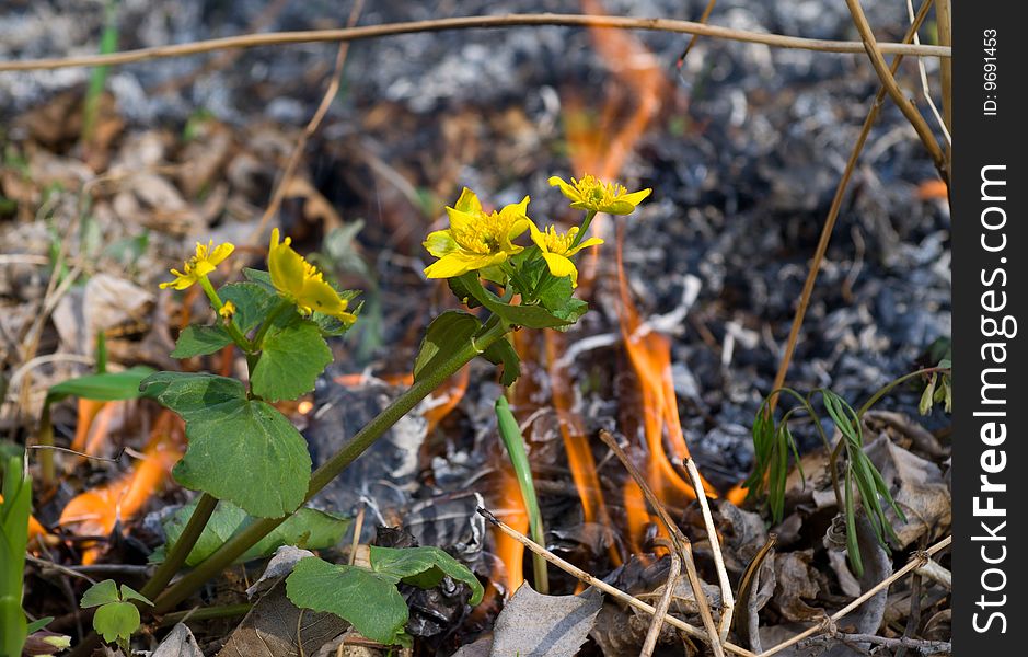 A close-up of the flowers on way of a forest fire. A close-up of the flowers on way of a forest fire.