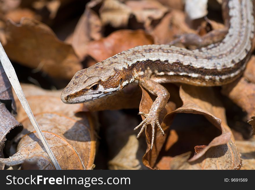 A close-up of the lizard (Tachydromus amurensis) on dry leaves.