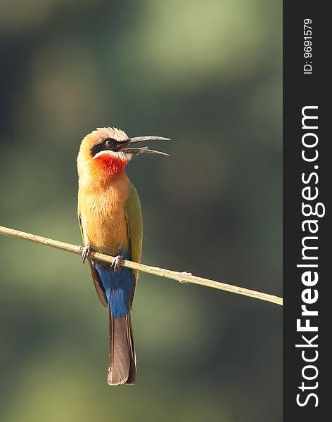 The Colorful White-fronted bee-eater perched in the sun, singing.