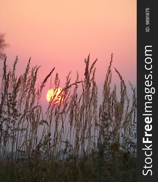 Golden beautiful sundown on cereals