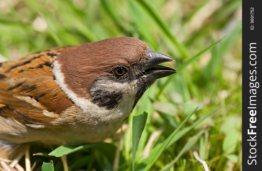 A close-up of the sparrow (Passer montanus) on green grass. A close-up of the sparrow (Passer montanus) on green grass.