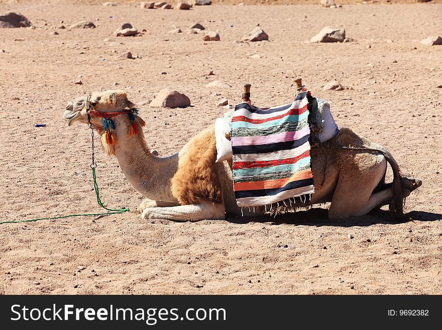 Camel in Egyptian desert, lying down