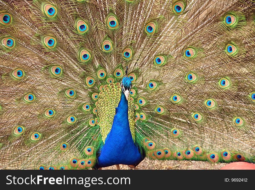 Peacock with feathers spread wide