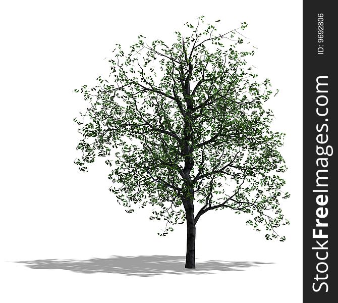 Rendering of a tree with shadow and lipping path over white