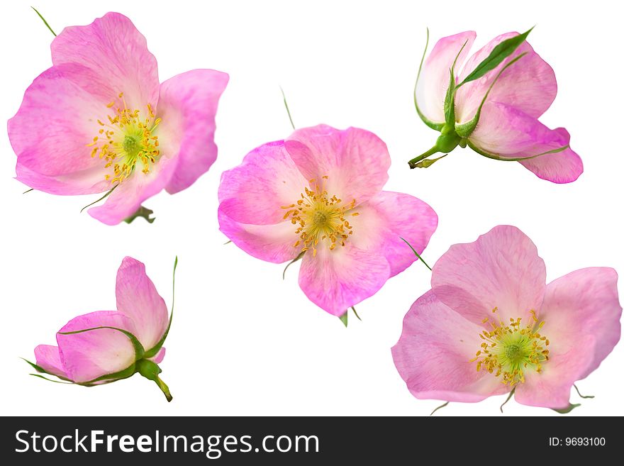 Design from pink flowers isolated over white