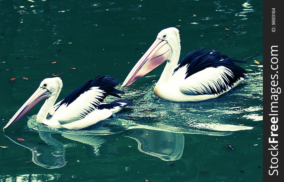 Two pelicans swimming together in a pond