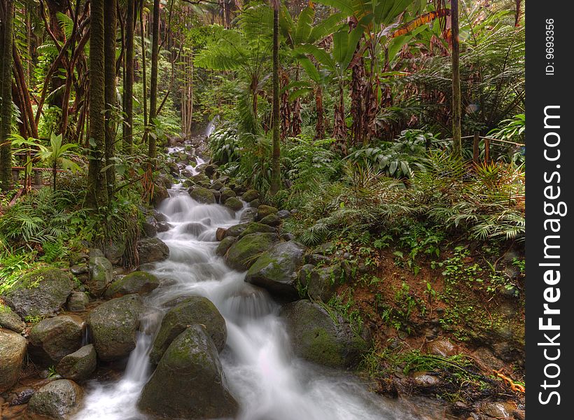 A small river flowing through a tropical forest.