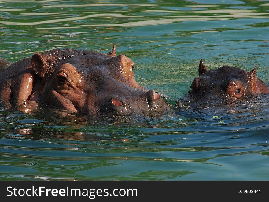 A little hippo was playing with its mother in the water. A little hippo was playing with its mother in the water.