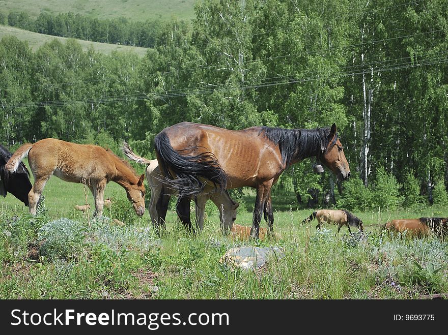 Horses In Mountains