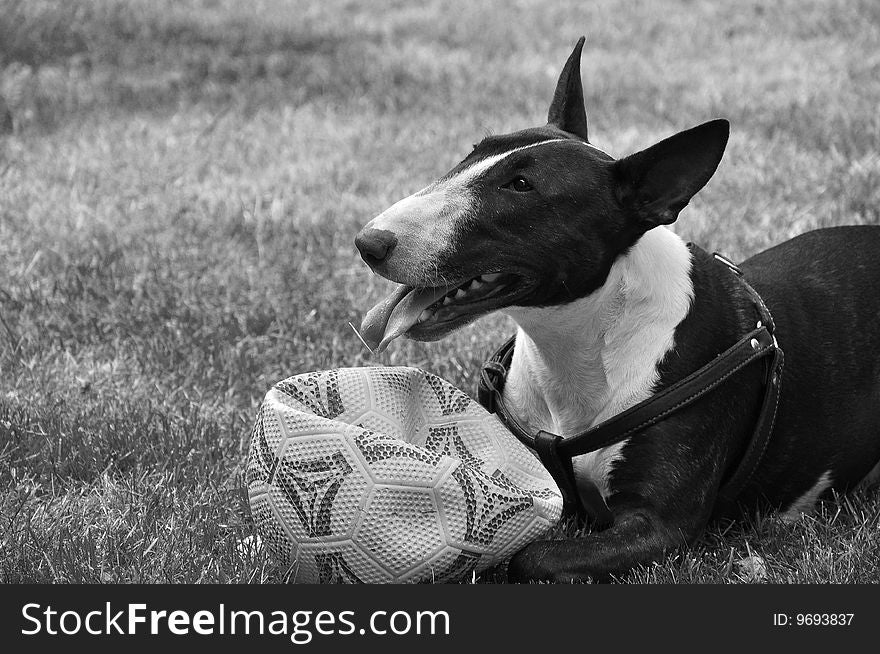 Bull TerriÃ«r playing with ball in backyard