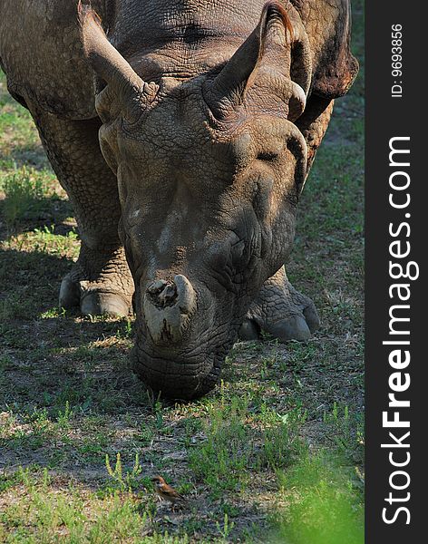 A rhino was concentrate on gnawing the grass, totally not looking at a little Sparrow passing. A rhino was concentrate on gnawing the grass, totally not looking at a little Sparrow passing.