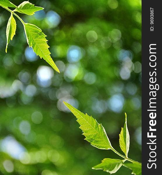 Fresh leaves and defocused green background