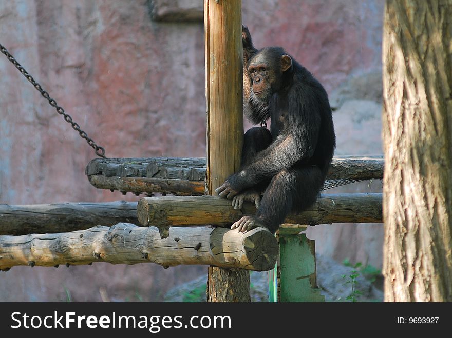 A lonely chimpanzee was sitting on the wood, it seems to memory its past time.