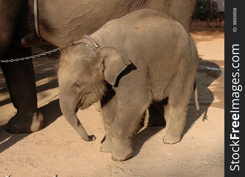 Elephant calf on a chain. Goes near to mum.