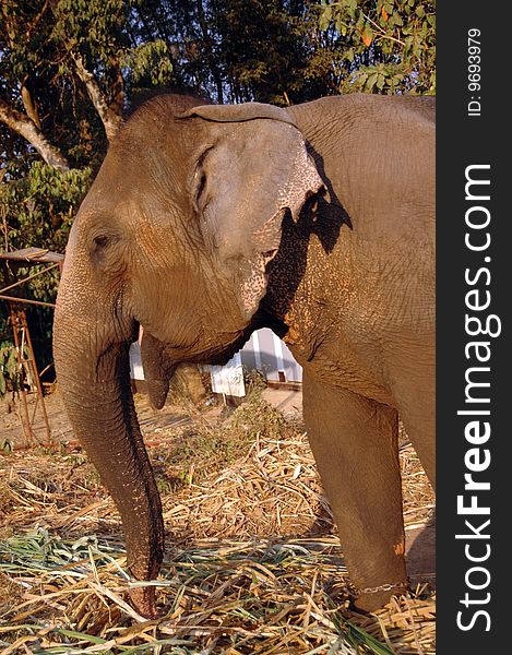 Elephant eats hay.