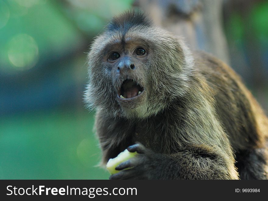A monkey was enjoying its lunch.