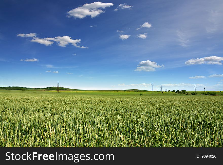 Wheat Field and deep blue sky